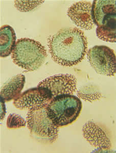 SJ-161 金属锈垢及水垢洗濯剂 